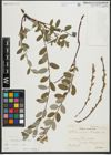 Foto von Salix repens subsp. repens L.